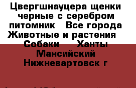 Цвергшнауцера щенки черные с серебром питомник - Все города Животные и растения » Собаки   . Ханты-Мансийский,Нижневартовск г.